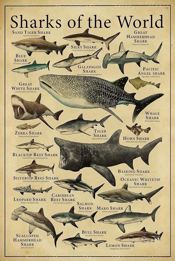 How to Clean Shark Vacuum Filters